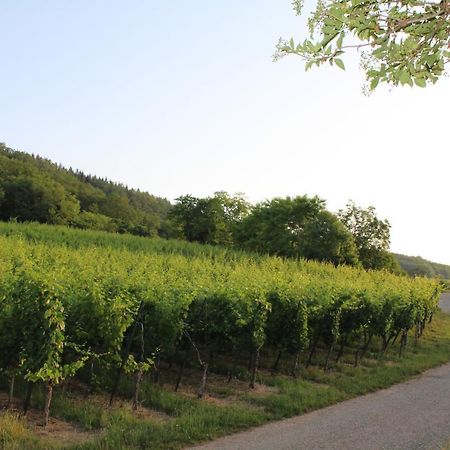 A L'Oree Des Vignes, Superbe Logement De 80 M2 Wangen Εξωτερικό φωτογραφία