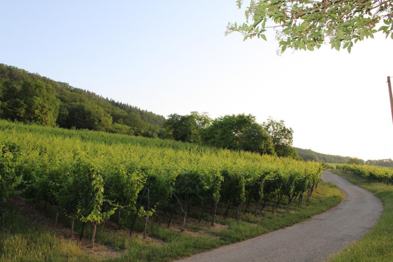 A L'Oree Des Vignes, Superbe Logement De 80 M2 Wangen Εξωτερικό φωτογραφία
